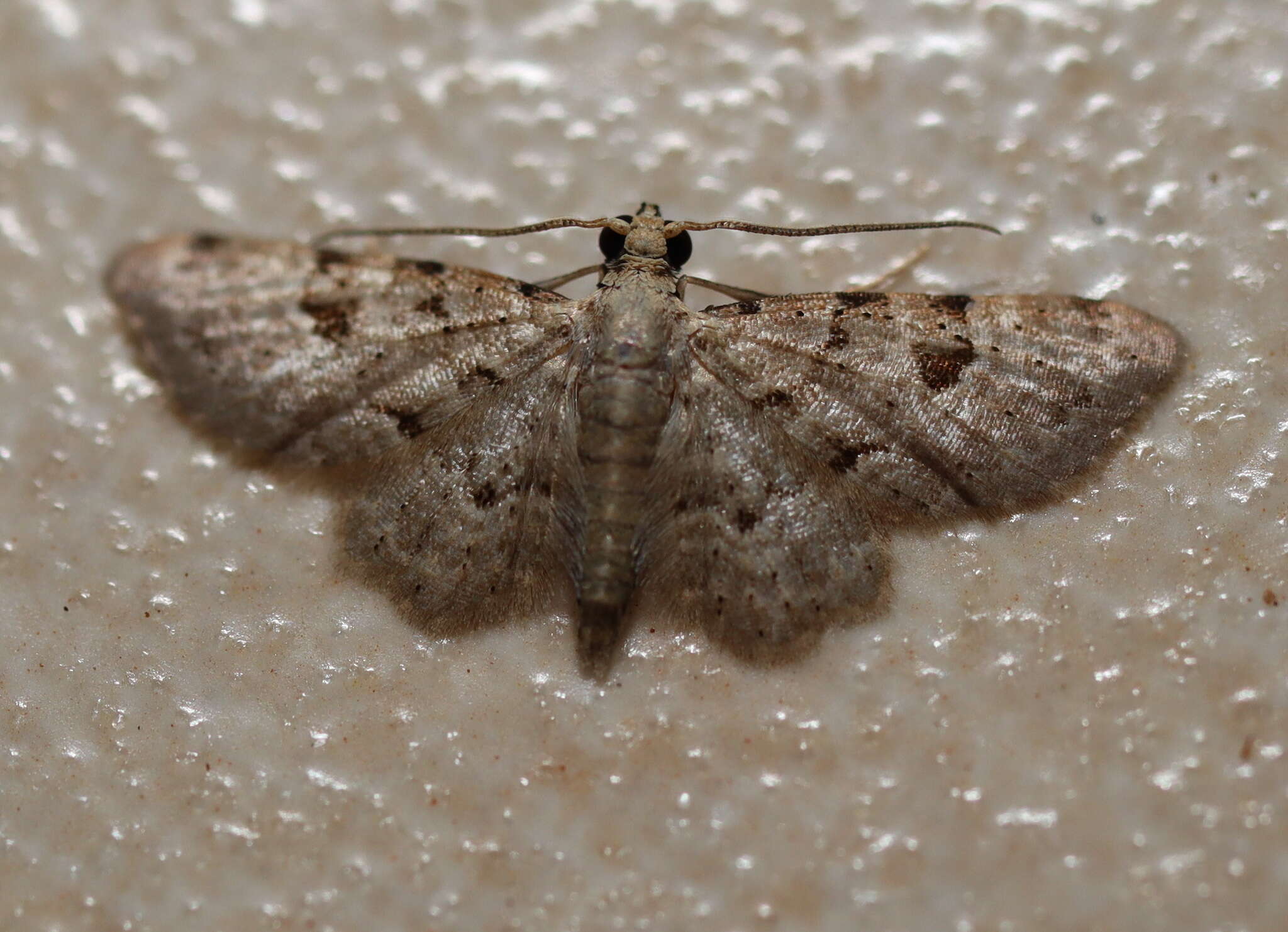 Image of Gymnoscelis spodias Turner 1922