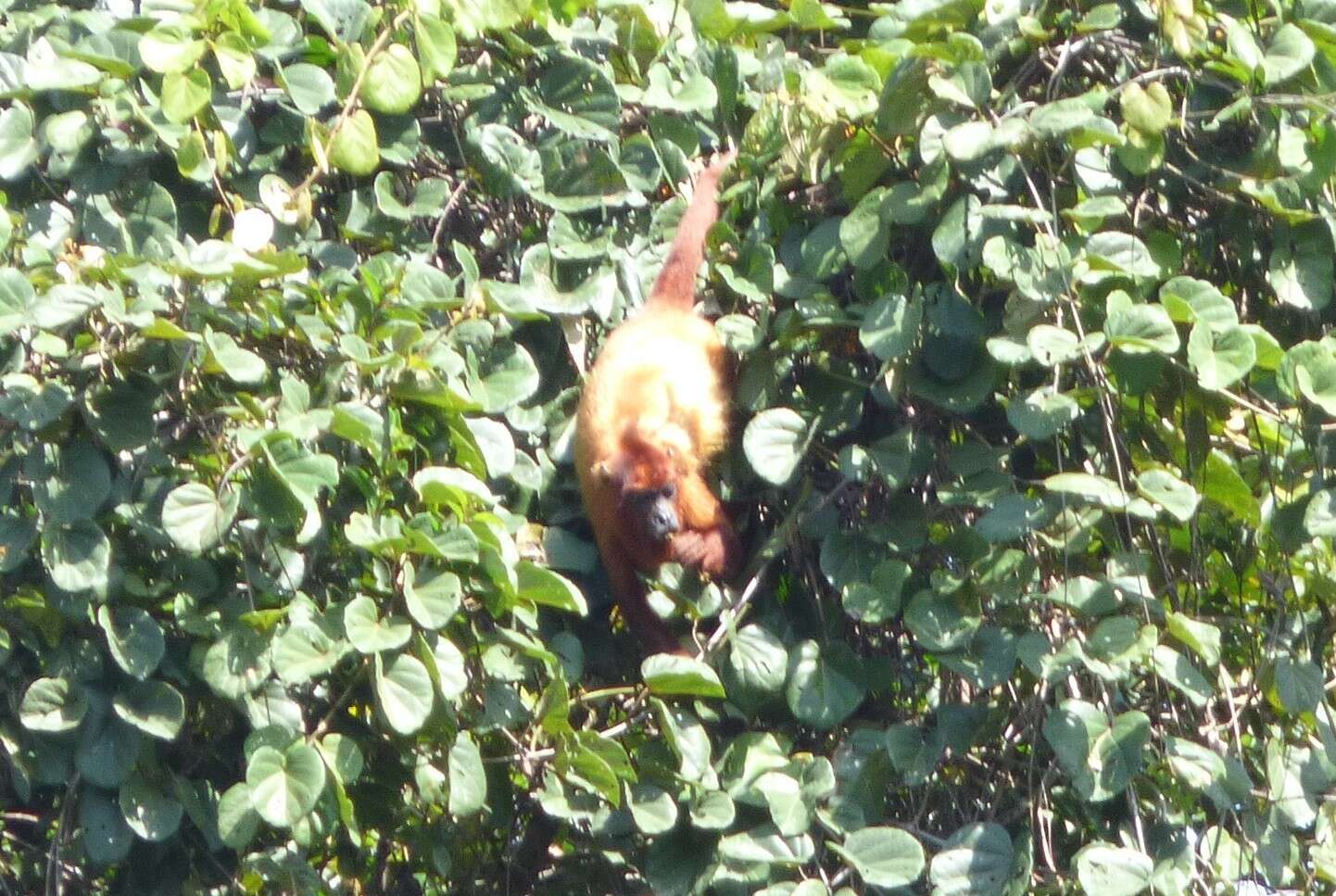 Image of Guianan Red Howler Monkey