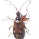 Image of Ethaltomarus rugosus Scudder 1963