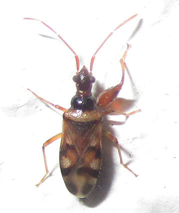 Image de Ethaltomarus