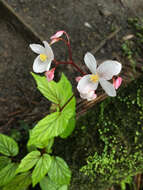 Слика од Begonia decandra Pav. ex A. DC.