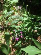 Image of Lady's leek