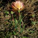 Image of Drosanthemum flavum (Haw.) Schwant.