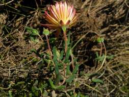 Imagem de Drosanthemum flavum (Haw.) Schwant.