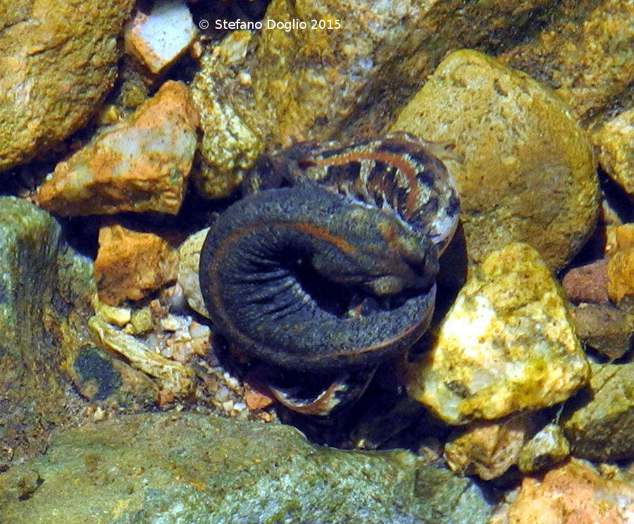 Image of Sardinian Brook Salamander