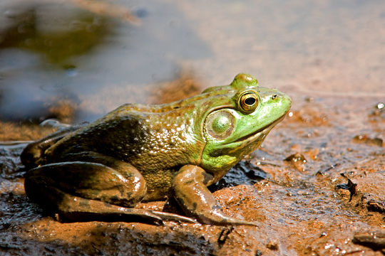 Image of American Bullfrog