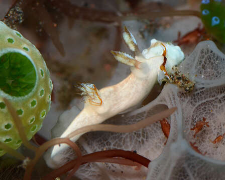 Image of Trapania gibbera Gosliner & Fahey 2008