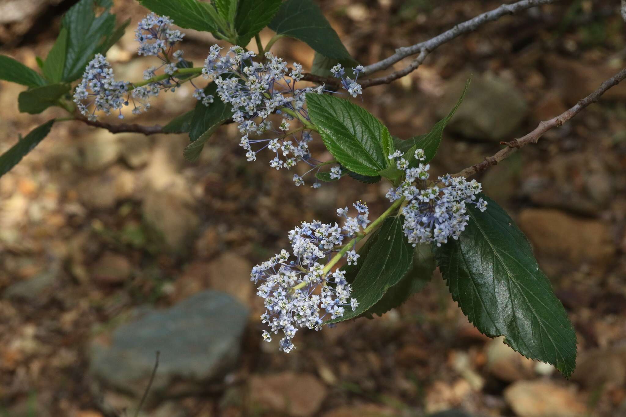 Image de Ceanothus arboreus Greene