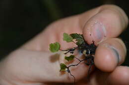 Sivun Didymoglossum ekmanii (Wess. Boer) Ebihara & Dubuisson kuva