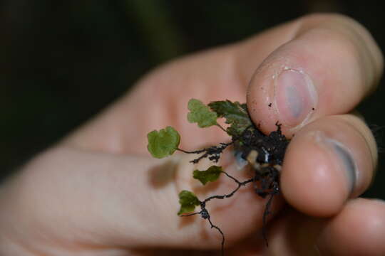 Image of Didymoglossum ekmanii (Wess. Boer) Ebihara & Dubuisson