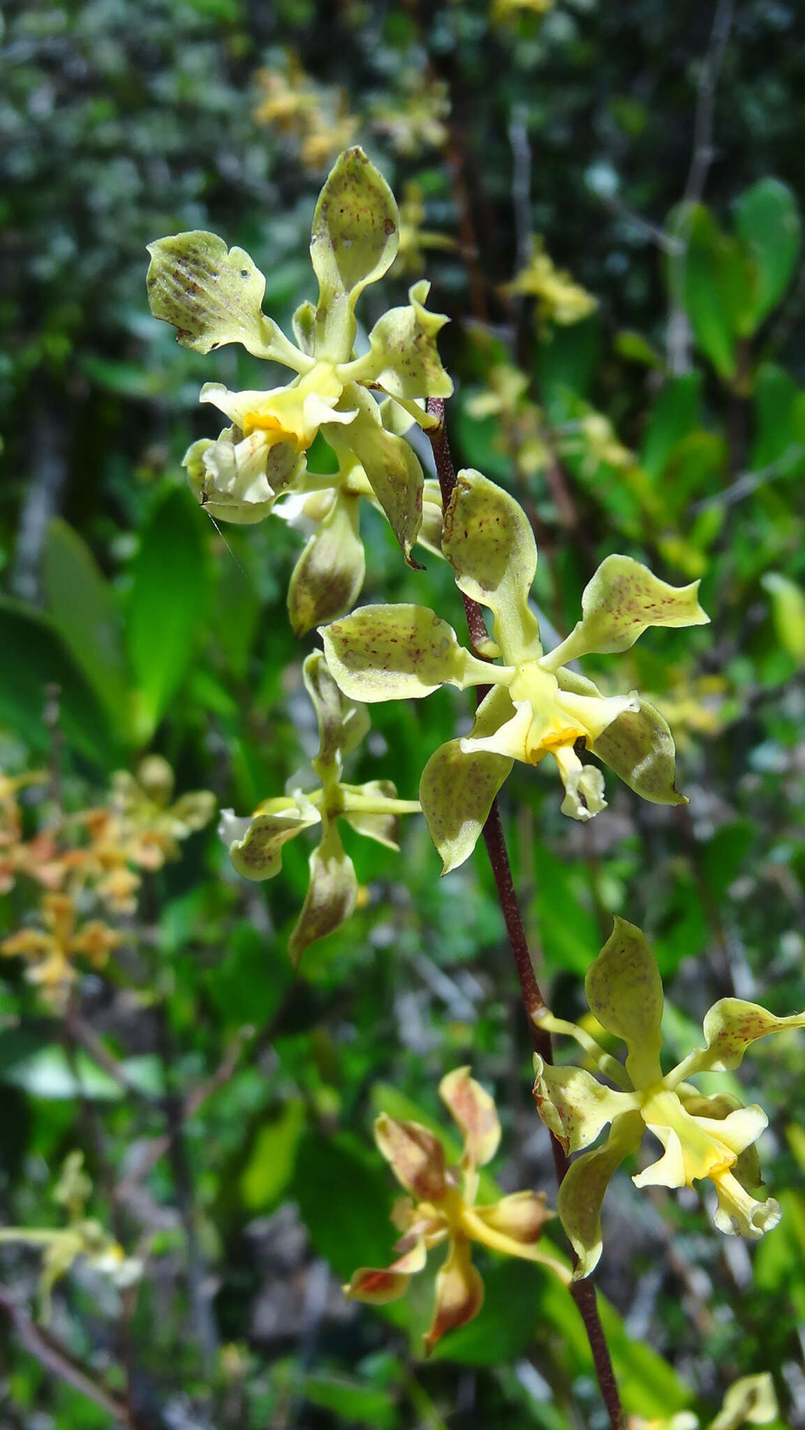 Image of Encyclia granitica (Lindl.) Schltr.