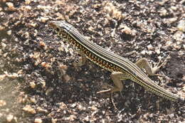 Image of Ornate Girdled Lizard