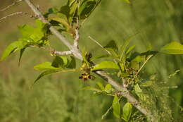 Image of Bean-tree