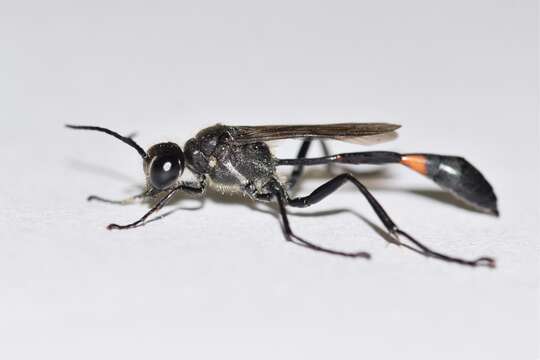 Слика од Ammophila urnaria Dahlbom 1843