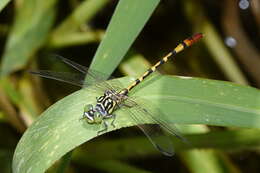 Image of Austroepigomphus turneri (Martin 1901)