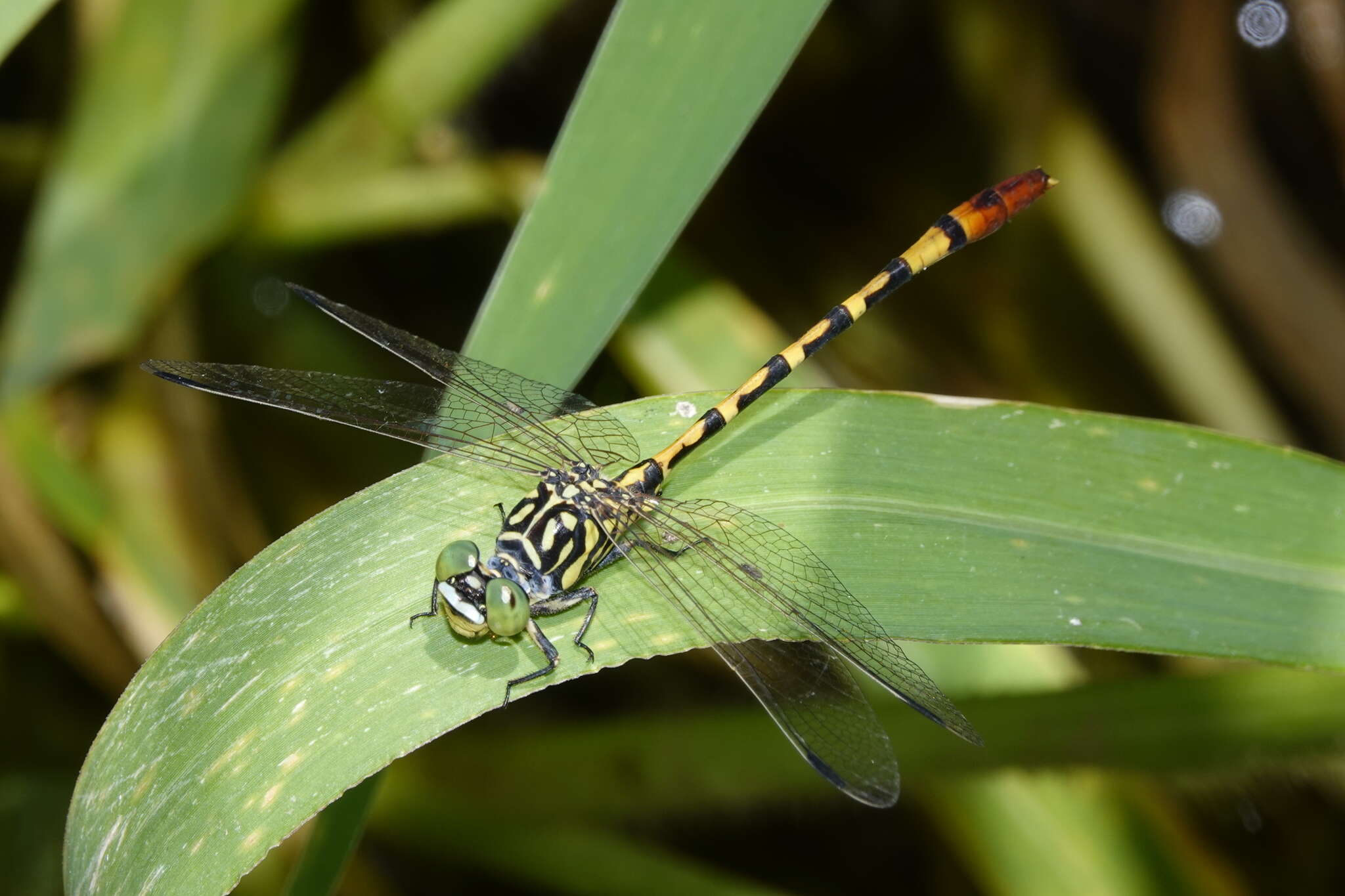 Image of Austroepigomphus turneri (Martin 1901)