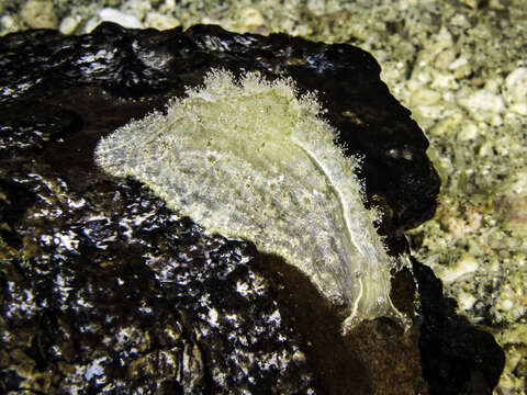 Phyllaplysia lafonti (P. Fischer 1870) resmi