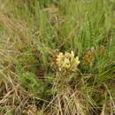 Image of Astragalus turolensis Pau