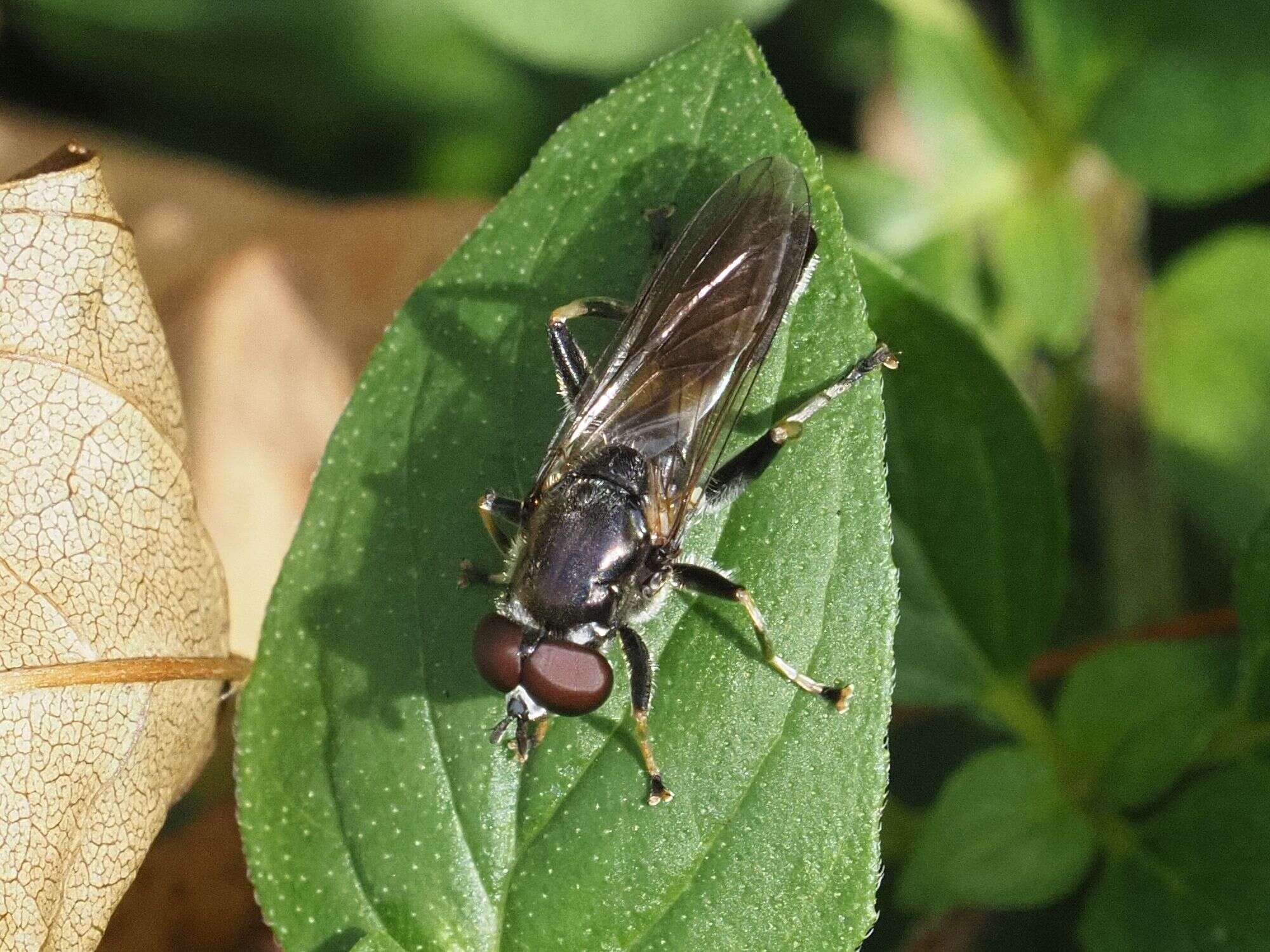 Xylota florum (Fabricius 1805) resmi