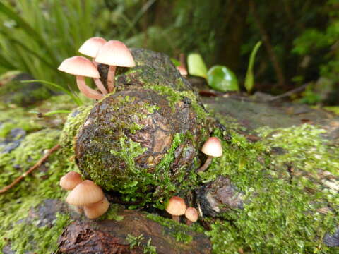 Image of Mycena parsonsiae G. Stev. 1964