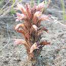 Image of flat-top broomrape