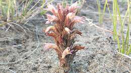 Image of flat-top broomrape