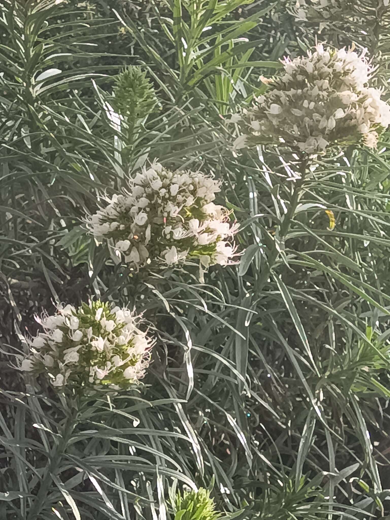 Image of Echium brevirame Sprague & Hutchinson