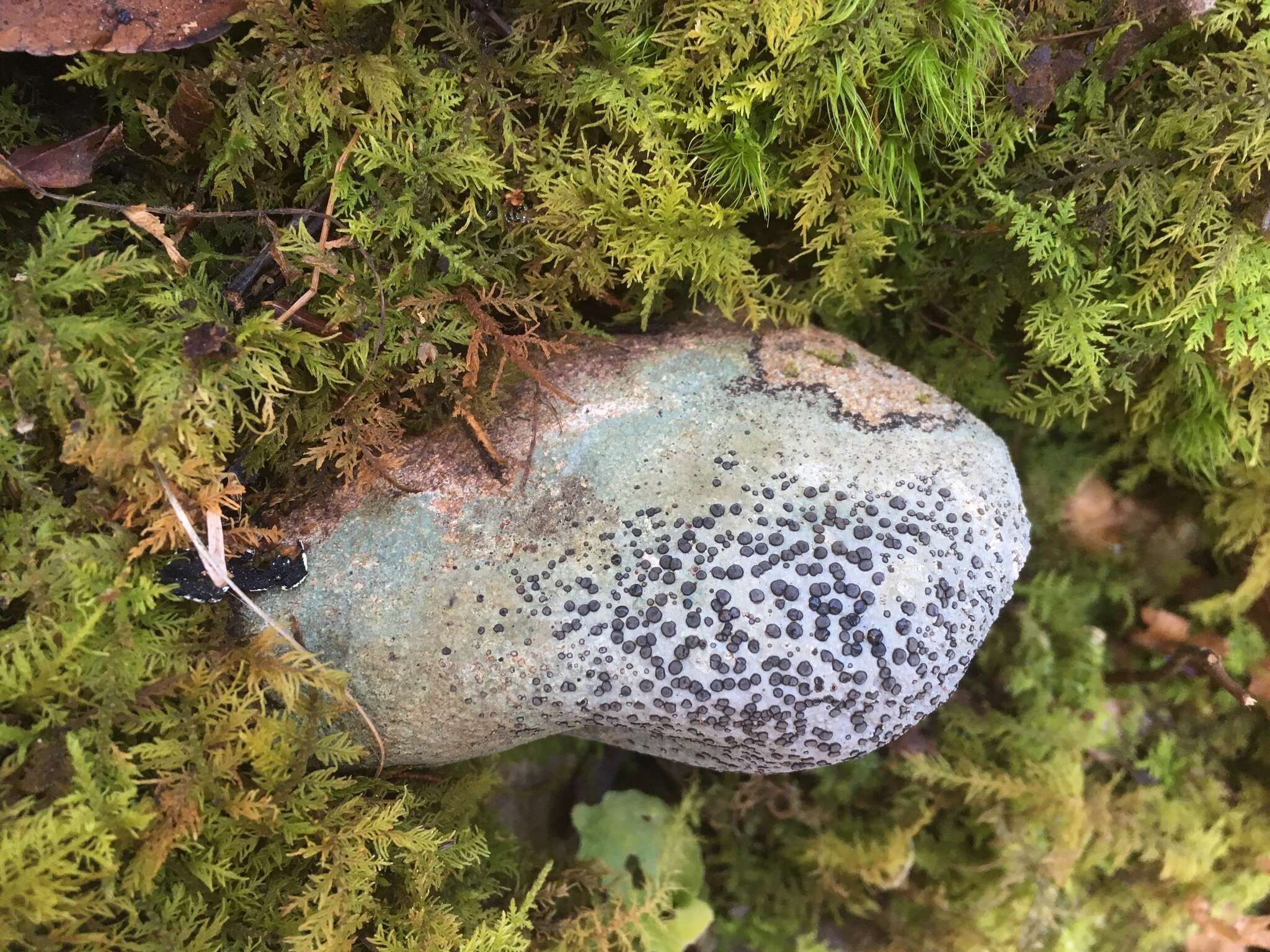 Image of porpidia lichen