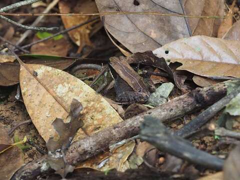 Image of Kampira Falls frog