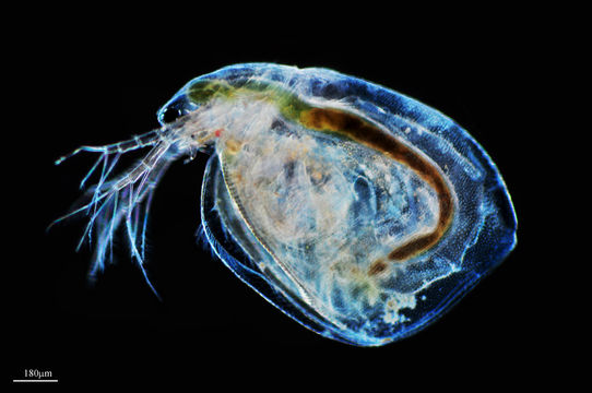 Image of <i>Simocephalus vetulus</i> (O. F. Müller 1776)
