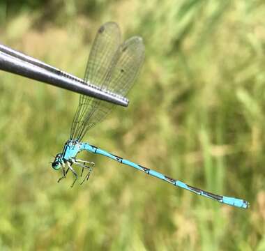 Image of Coenagrion lanceolatum (Selys ex Selys & McLachlan 1872)