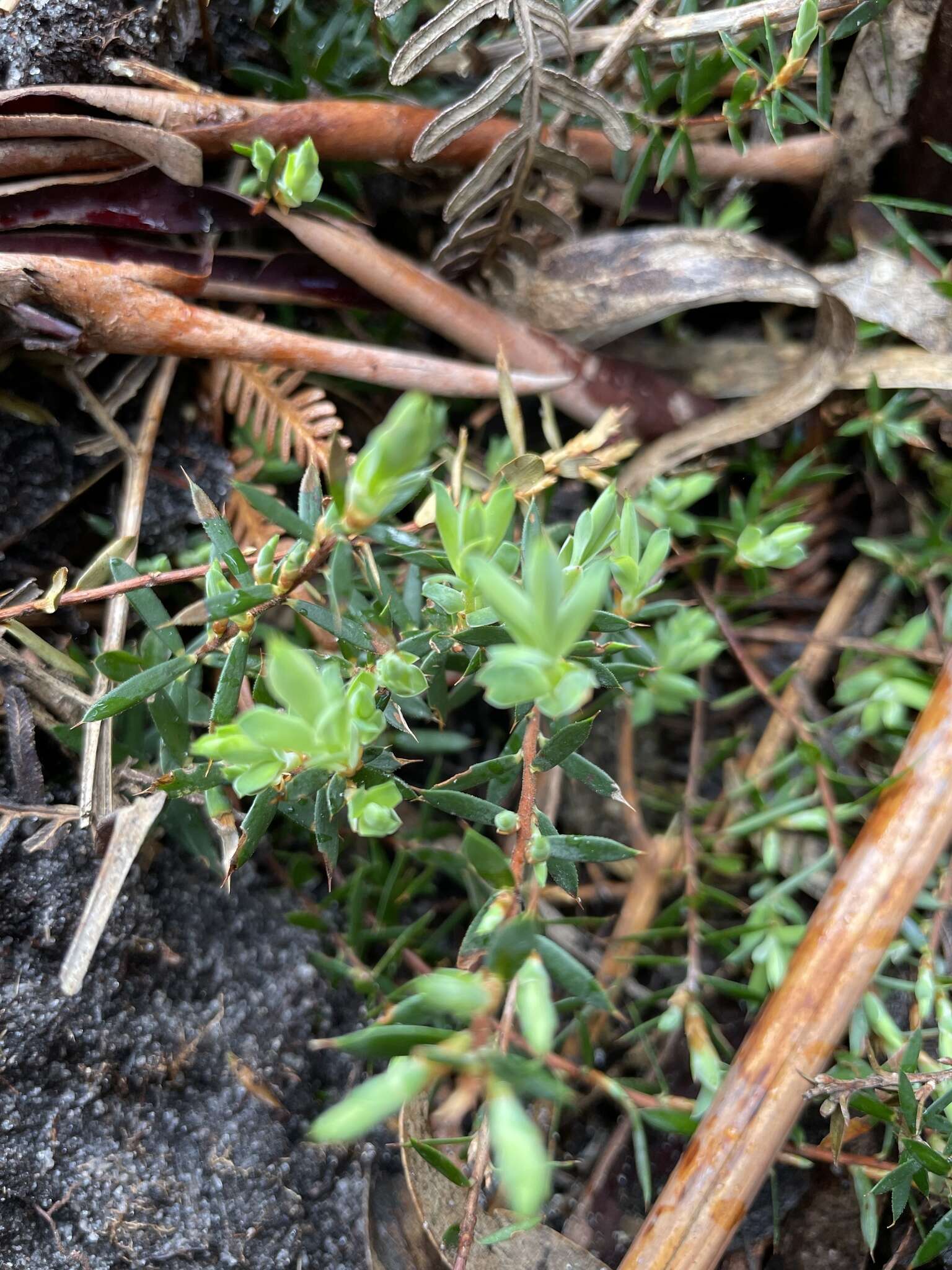 Image of Brachyloma ciliatum (R. Br.) Benth.