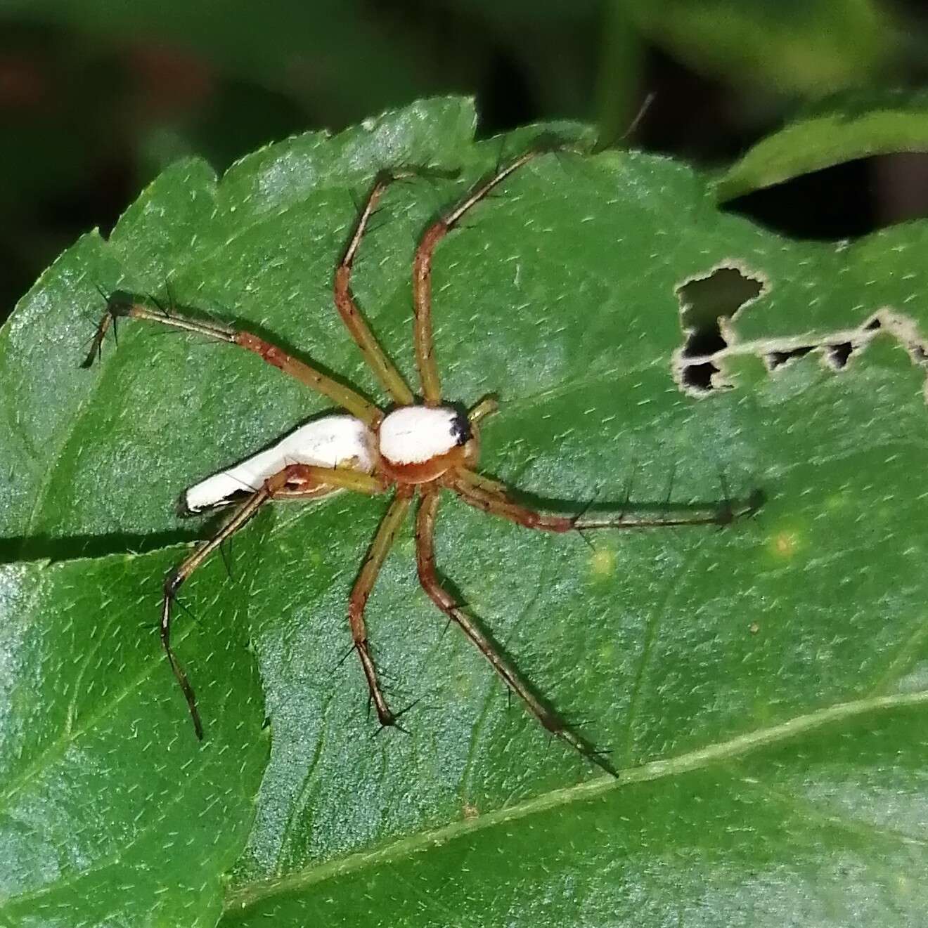 Image of Oxyopes shweta Tikader 1970