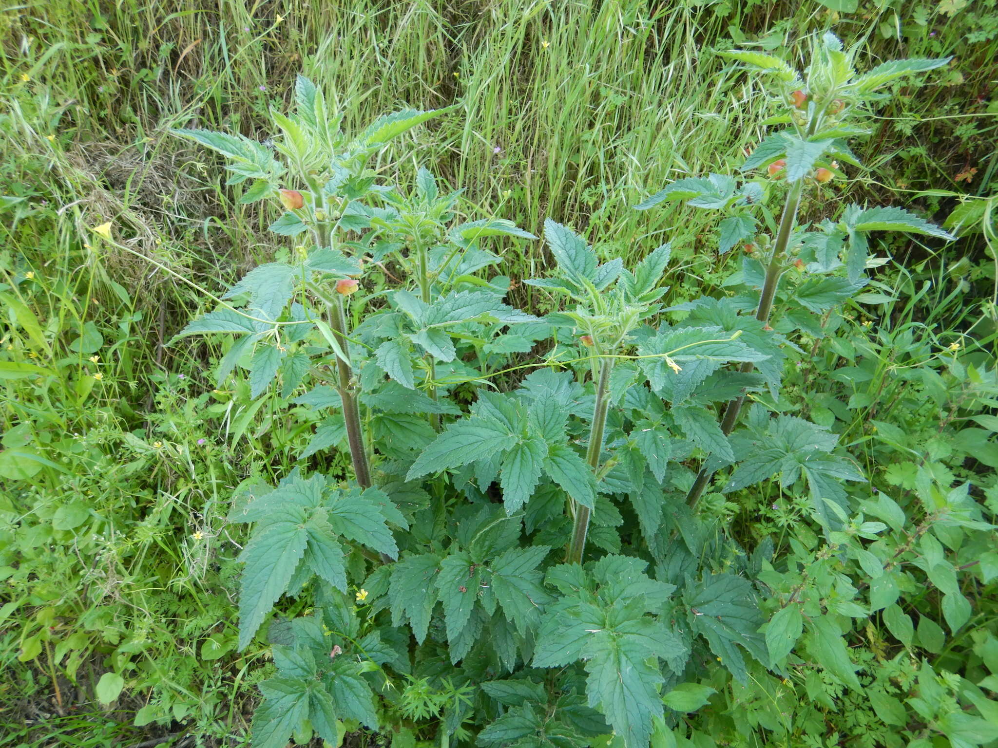 Scrophularia grandiflora DC. resmi