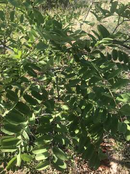 Image of Cassia abbreviata subsp. beareana (Holmes) Brenan