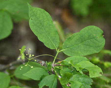 Euonymus macropterus Rupr. resmi