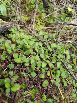 Image of Leptostigma setulosum (Hook. fil.) Fosberg