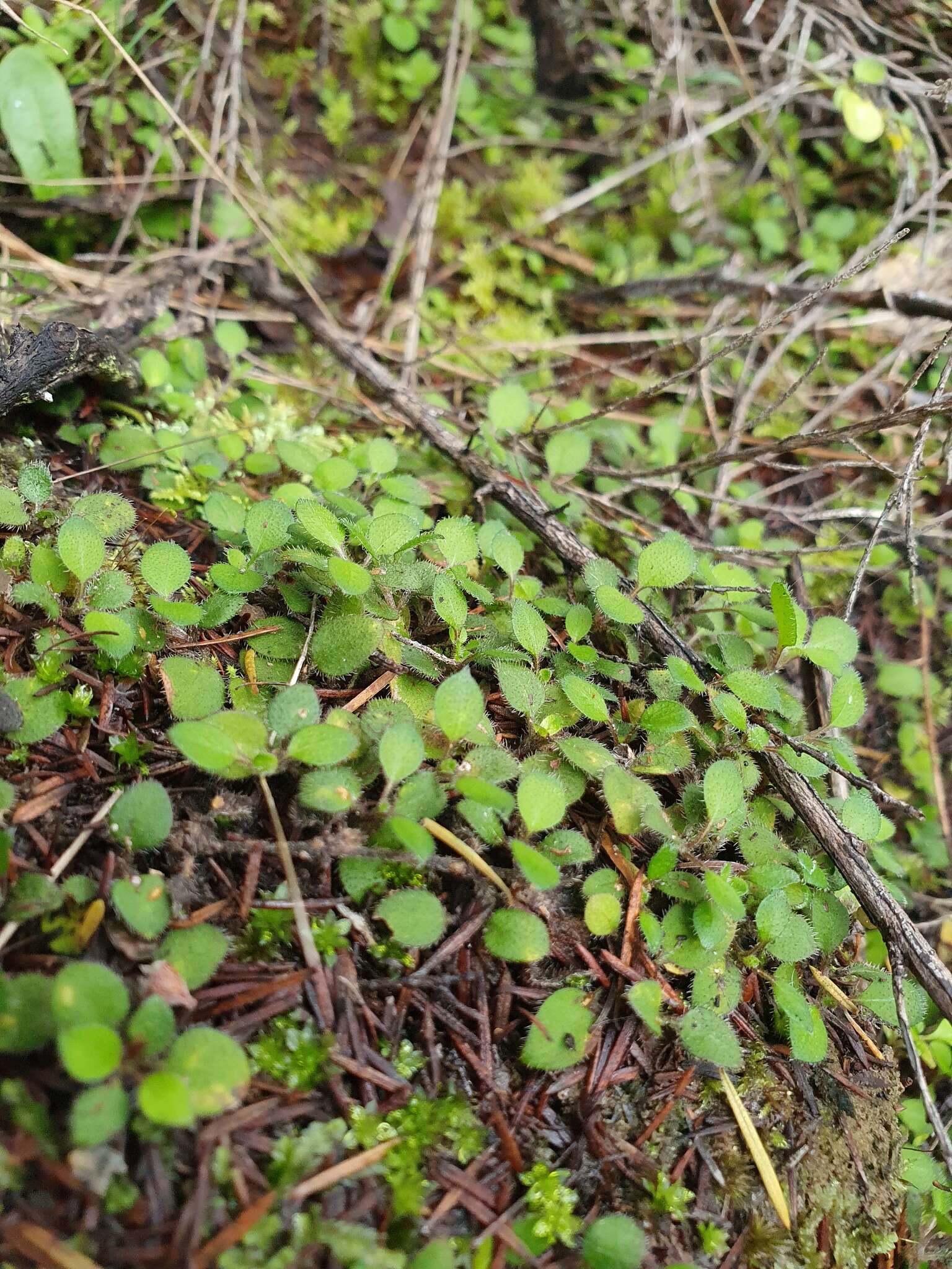 Image of Leptostigma setulosum (Hook. fil.) Fosberg