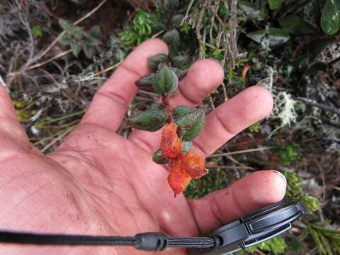 Image of Gaultheria lanigera Hook.