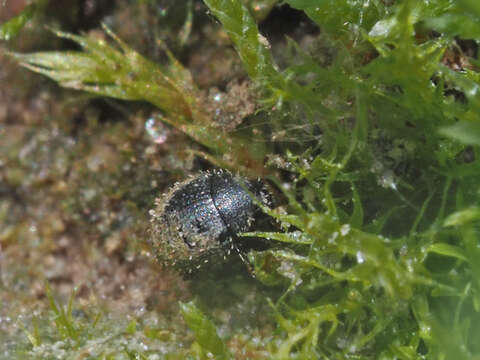 Image of Chaetophora