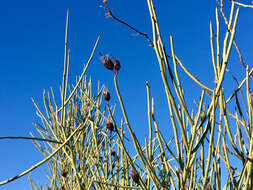 Image of crucifixion thorn