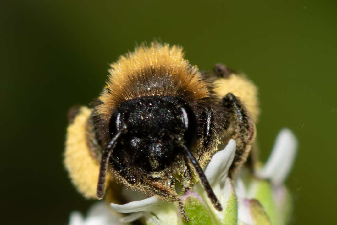 Image of Andrena bicolor Fabricius 1775