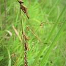 Image of Hemiempusa capensis Burmeister 1838