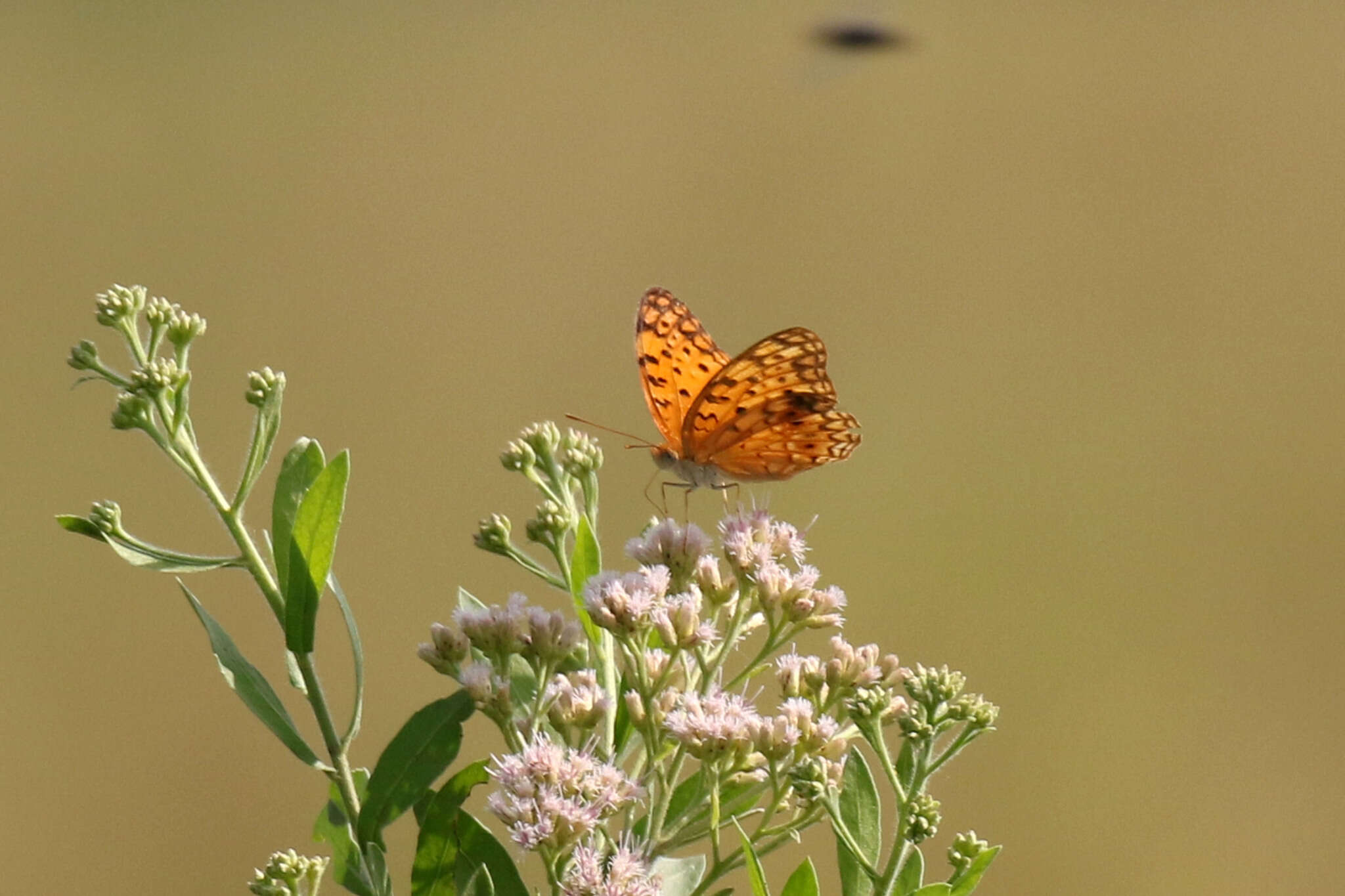 Imagem de Phalanta phalantha aethiopica Rothschild & Jordan 1903