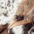 Image of Habronattus notialis Griswold 1987