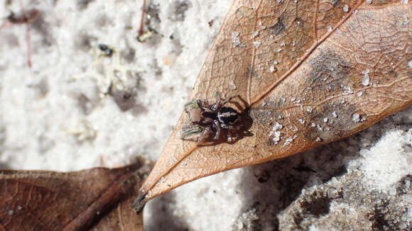 Image of Habronattus notialis Griswold 1987