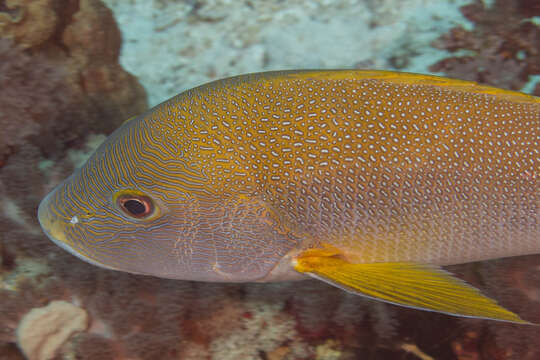 Image of Blubberlip snapper