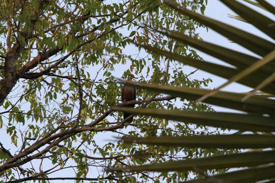 Image of Adamawa Turtle Dove