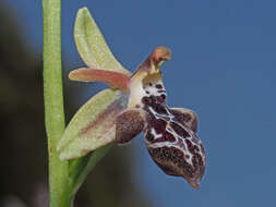 Image of Ophrys cretica subsp. ariadnae (Paulus) H. Kretzschmar