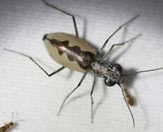 Image of White-cloaked Tiger Beetle